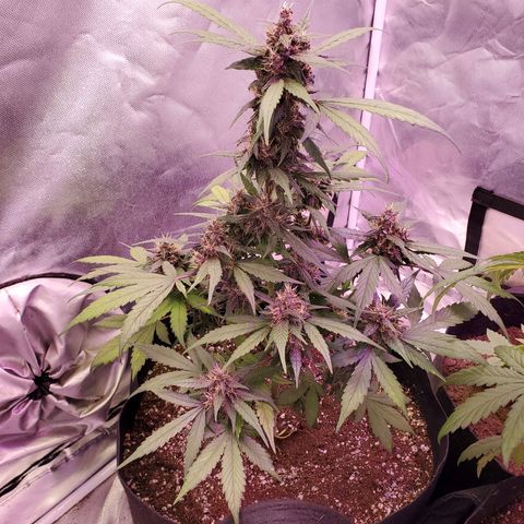 AutoBlackberry Kush growlog timeline photo