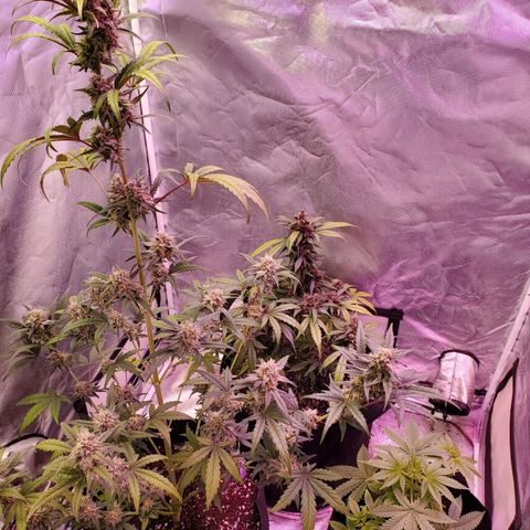 AutoBlackberry Kush growlog timeline photo