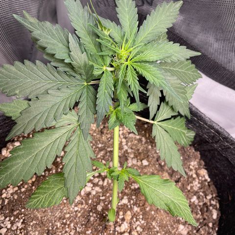 Critical plus 2.0 growlog timeline photo