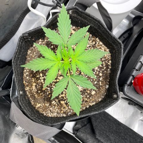 Critical plus 2.0 growlog timeline photo