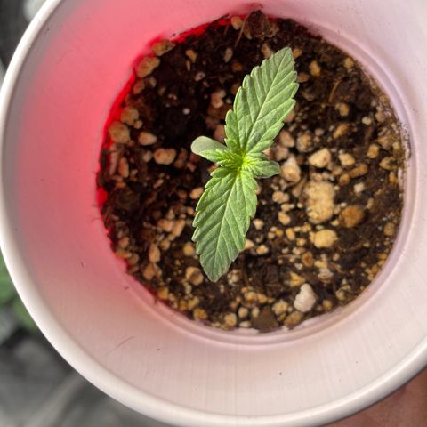 (Fugue State xForum Stomper)x Forum Stomper growlog timeline photo