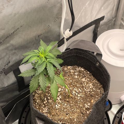 Critical plus 2.0 growlog timeline photo