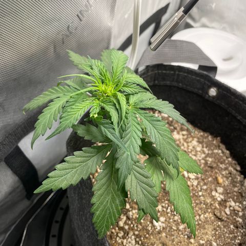 Critical plus 2.0 growlog timeline photo