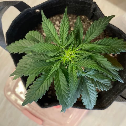 Critical plus 2.0 growlog timeline photo