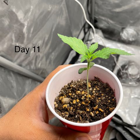 Critical plus 2.0 growlog timeline photo