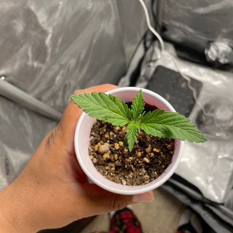 Critical plus 2.0 growlog timeline photo