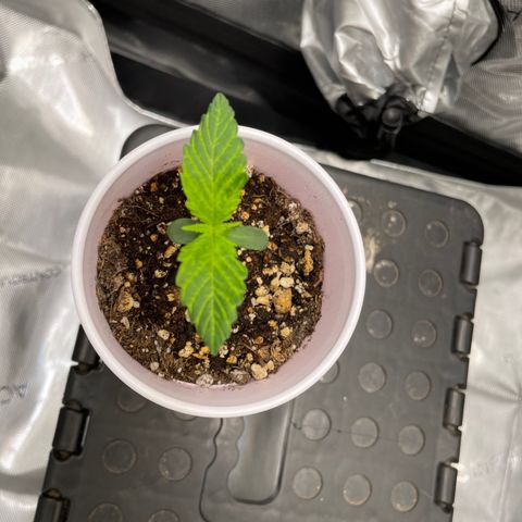 Critical plus 2.0 growlog timeline photo
