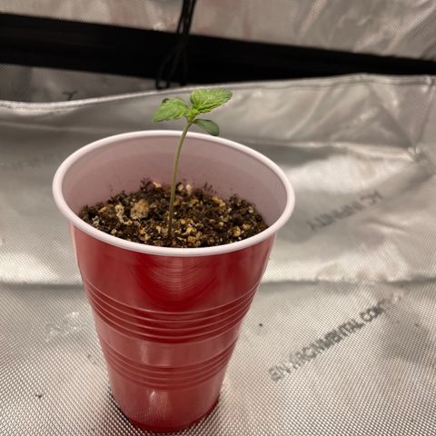 Critical plus 2.0 growlog timeline photo