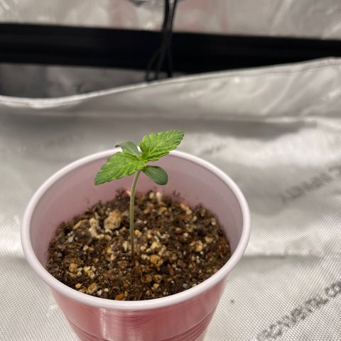 Critical plus 2.0 growlog timeline photo
