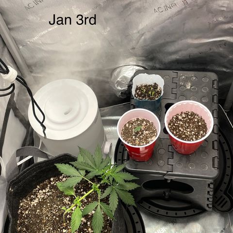 (Fugue State xForum Stomper)x Forum Stomper growlog timeline photo