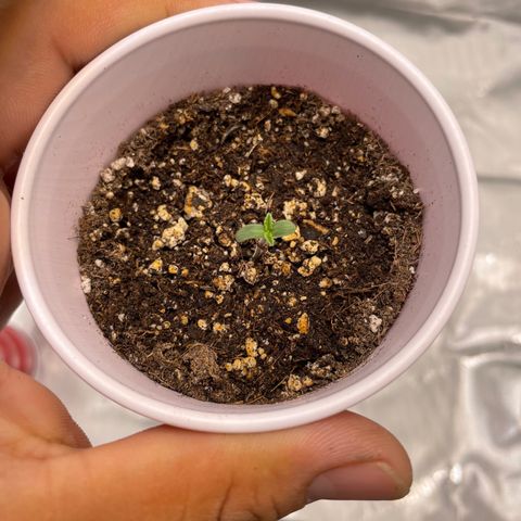 Critical plus 2.0 growlog timeline photo
