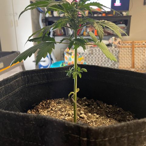 Critical plus 2.0 growlog timeline photo