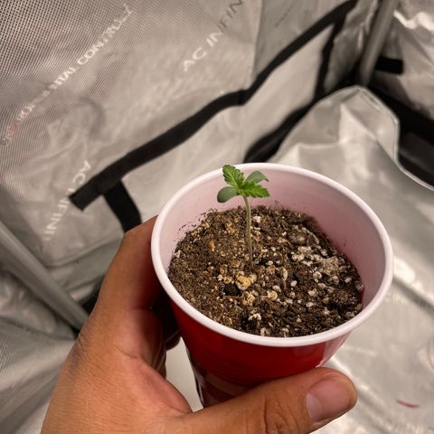 Critical plus 2.0 growlog timeline photo