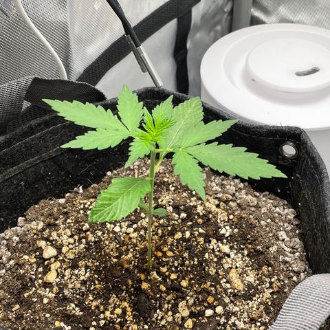 Critical plus 2.0 growlog timeline photo