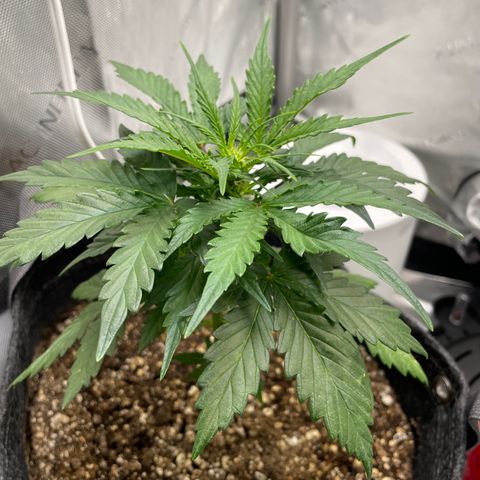 Critical plus 2.0 growlog timeline photo