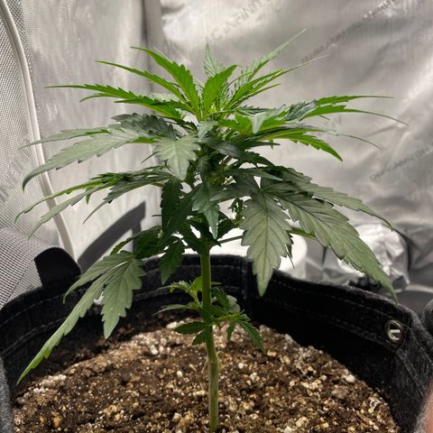 Critical plus 2.0 growlog timeline photo