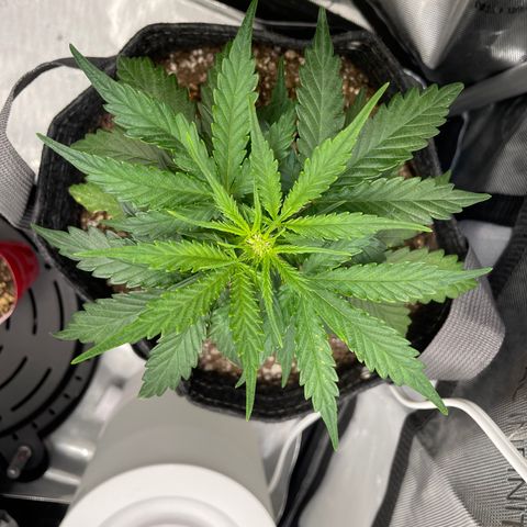 Critical plus 2.0 growlog timeline photo