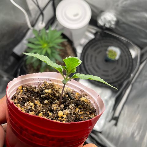 (Fugue State xForum Stomper)x Forum Stomper growlog timeline photo
