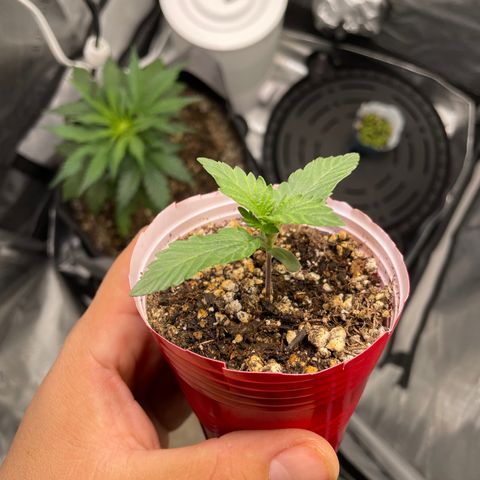 (Fugue State xForum Stomper)x Forum Stomper growlog timeline photo