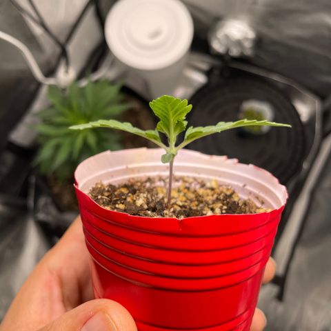 (Fugue State xForum Stomper)x Forum Stomper growlog timeline photo