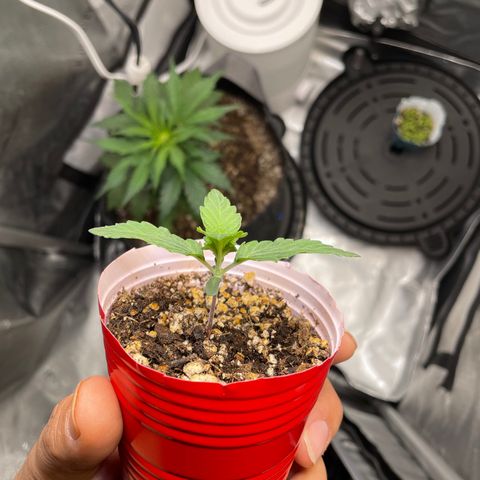 (Fugue State xForum Stomper)x Forum Stomper growlog timeline photo