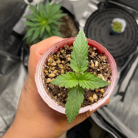 (Fugue State xForum Stomper)x Forum Stomper growlog timeline photo