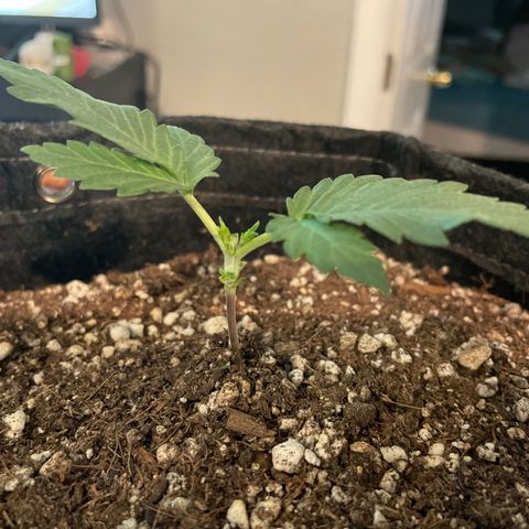 (Fugue State xForum Stomper)x Forum Stomper growlog timeline photo