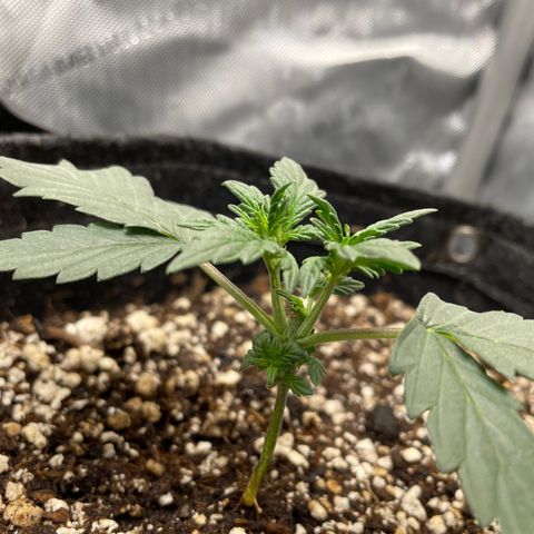 (Fugue State xForum Stomper)x Forum Stomper growlog timeline photo