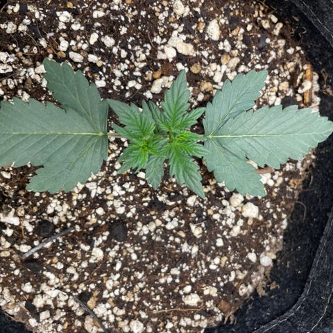 (Fugue State xForum Stomper)x Forum Stomper growlog timeline photo