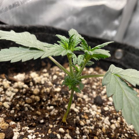 (Fugue State xForum Stomper)x Forum Stomper growlog timeline photo