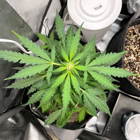 Critical plus 2.0 growlog timeline photo
