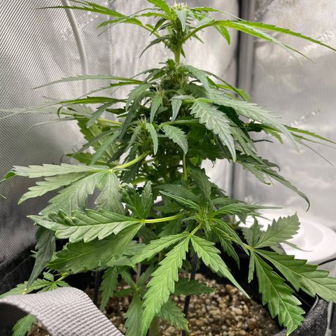 Critical plus 2.0 growlog timeline photo