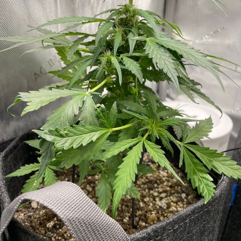Critical plus 2.0 growlog timeline photo