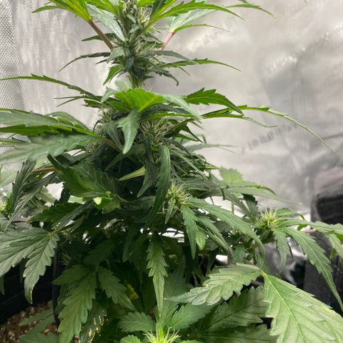 Critical plus 2.0 growlog timeline photo