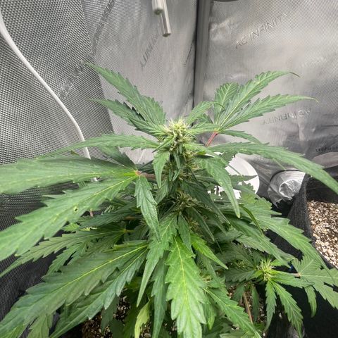 Critical plus 2.0 growlog timeline photo