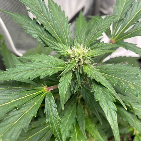 Critical plus 2.0 growlog timeline photo