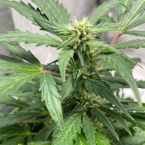 Critical plus 2.0 growlog timeline photo