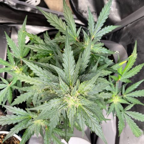 Critical plus 2.0 growlog timeline photo