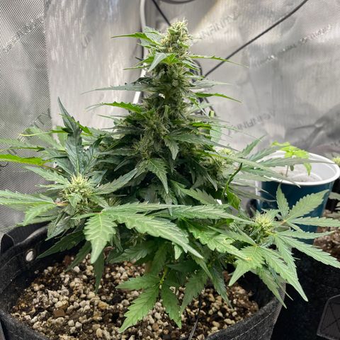 Critical plus 2.0 growlog timeline photo