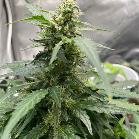 Critical plus 2.0 growlog timeline photo