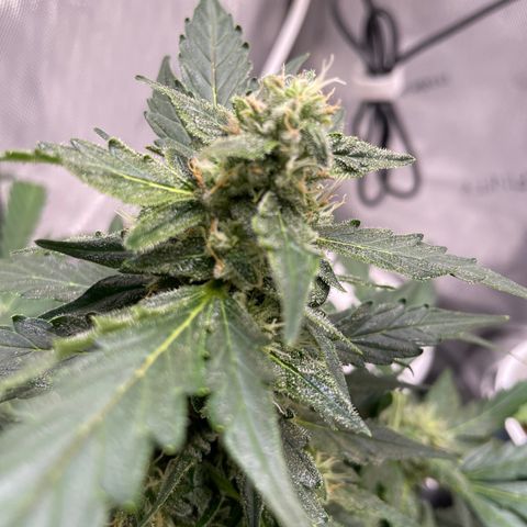 Critical plus 2.0 growlog timeline photo