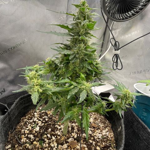 Critical plus 2.0 growlog photo: Trimmed 