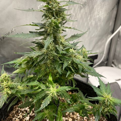 Critical plus 2.0 growlog photo: Trimmed 