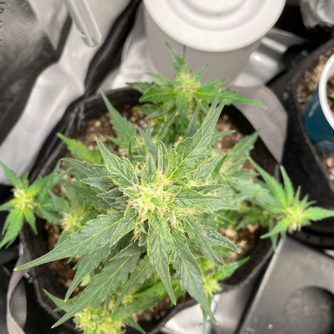 Critical plus 2.0 growlog timeline photo