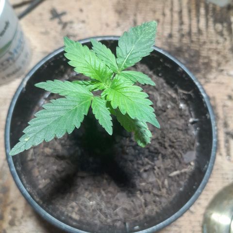 Koelie Kush II gen growlog timeline photo