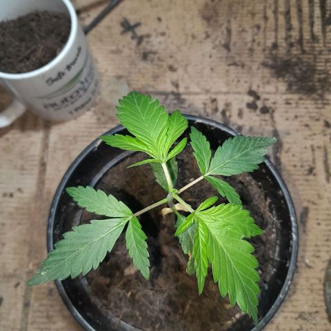 Koelie Kush II gen growlog timeline photo