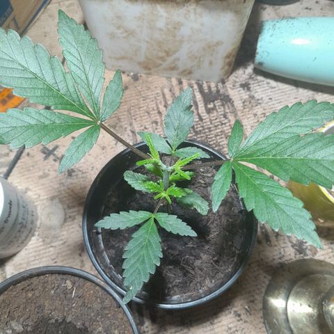 Koelie Kush II gen growlog timeline photo