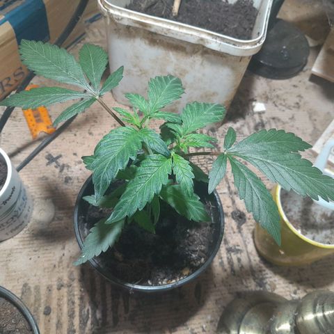 Koelie Kush II gen growlog timeline photo