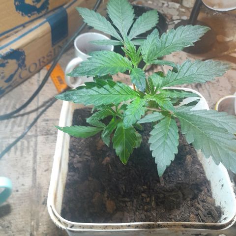 Koelie Kush II gen growlog timeline photo