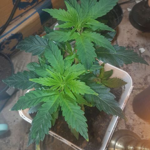 Koelie Kush II gen growlog timeline photo